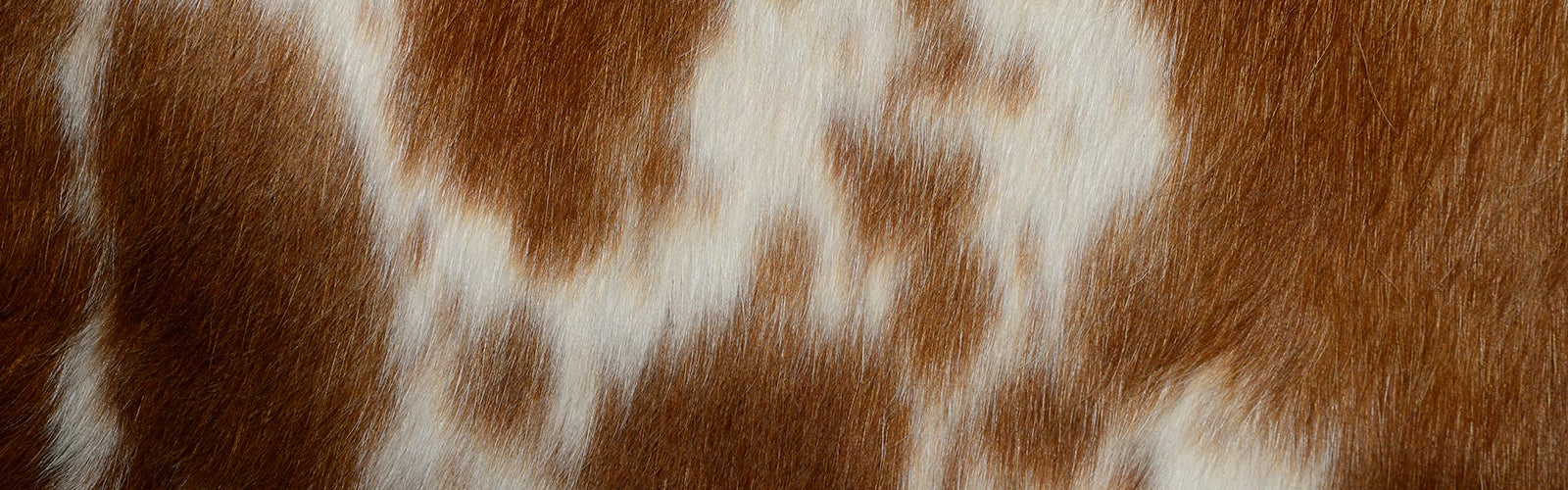 Detail of Bevo's flank. 
